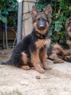 German shepherd, double code,pay degree Pakistan dogs center register