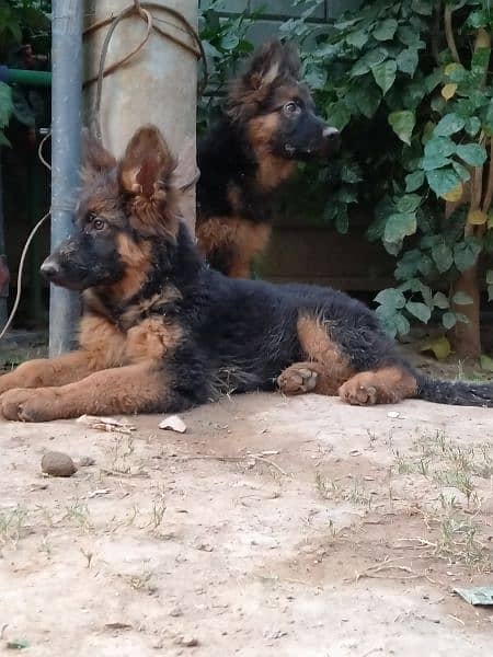 German shepherd, double code,pay degree Pakistan dogs center register 1