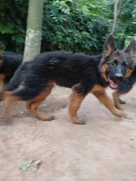 German shepherd, double code,pay degree Pakistan dogs center register 2