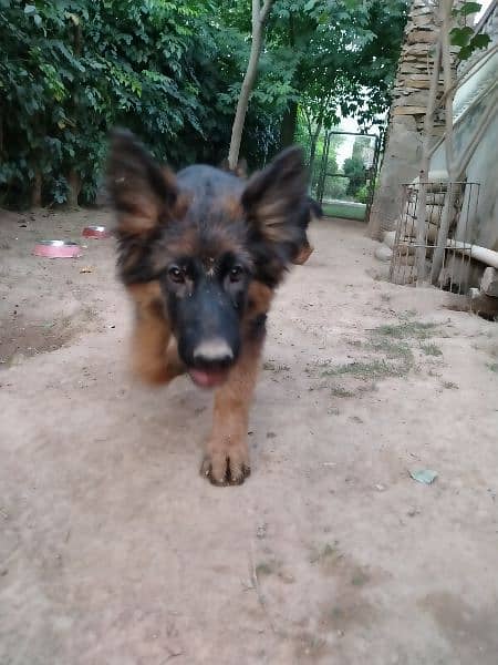 German shepherd, double code,pay degree Pakistan dogs center register 3