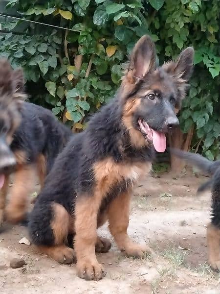 German shepherd, double code,pay degree Pakistan dogs center register 5