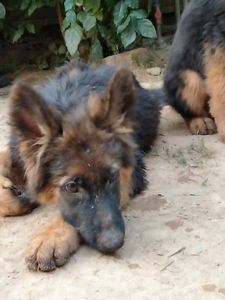 German shepherd, double code,pay degree Pakistan dogs center register 13