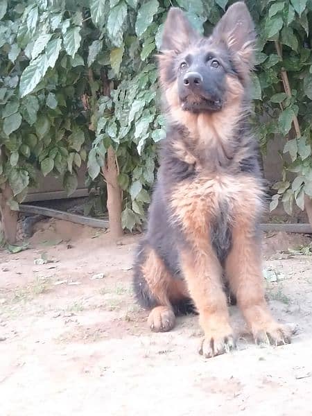 German shepherd, double code,pay degree Pakistan dogs center register 14