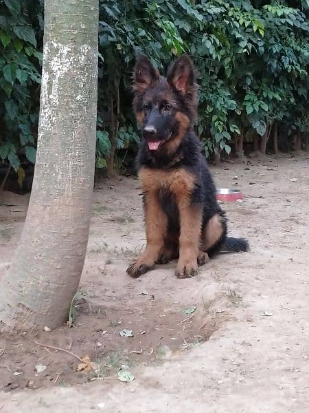 German shepherd, double code,pay degree Pakistan dogs center register 15