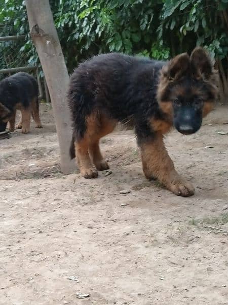 German shepherd, double code,pay degree Pakistan dogs center register 17