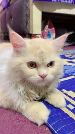 A beautiful presian male cat for sell