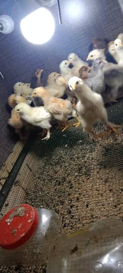 Golden Buff Chicks: Healthy & Vaccinated, Limited Availability.
