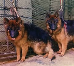 German Shepherd Long Cot Males available