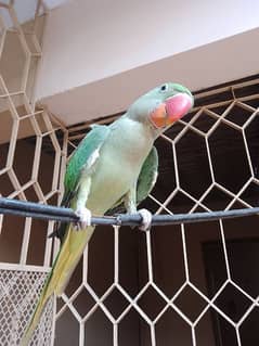 Alexander parrot (Pahari totta)