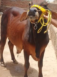 RED Gold Sahiwal LAL goray bull for sale