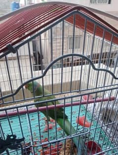 Ringneck Green parrot for sale urgent