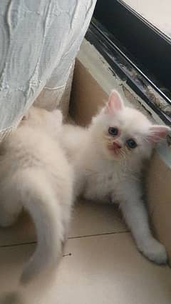 Persian female kitten