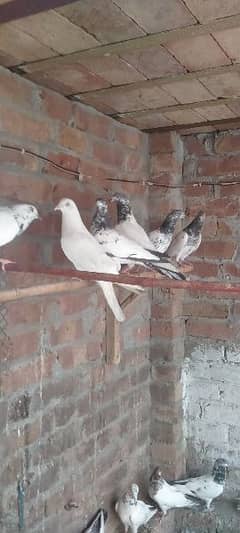 high flyers pigeon for sale haldi and Activ