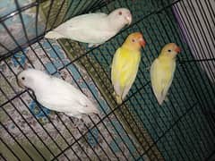 All love bird pair only 03355000081
