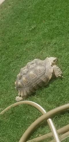 african sulcata for sale