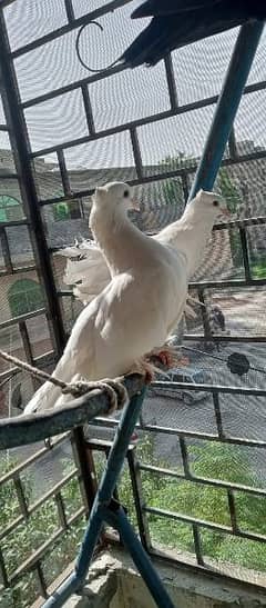 White Fantail Pigeons Breeder Pair for Sale