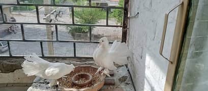 White Fantail Pigeons Breeder Pair for Sale