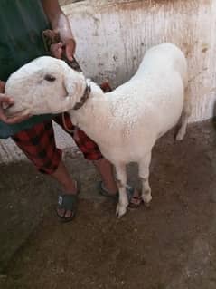Beautiful Mundra Sheep