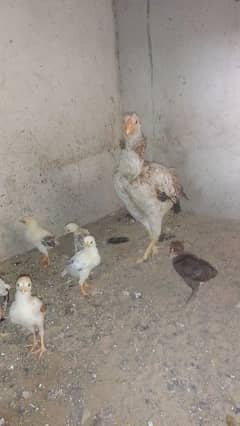 murgi with 7 chicks best quality healthy and active( rabbits bhi  hai)