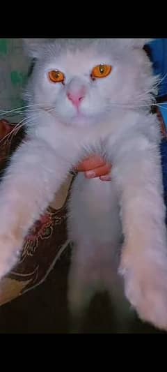 persian double code male  in white colour with yellow eyes