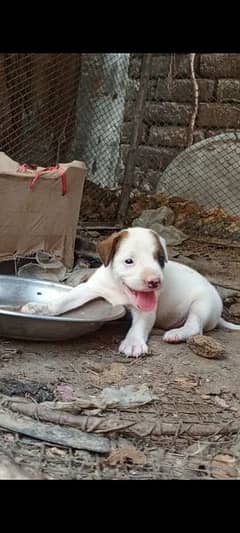 bully gultair male puppy for sale