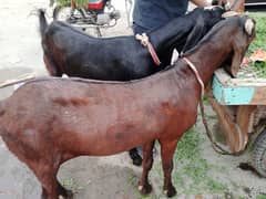 Goat | 4 bakry | desi Bakra | bakra | goat for sale |qurbani goat