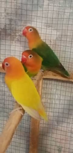 love birds bareder paier one lateno red eays male bareder