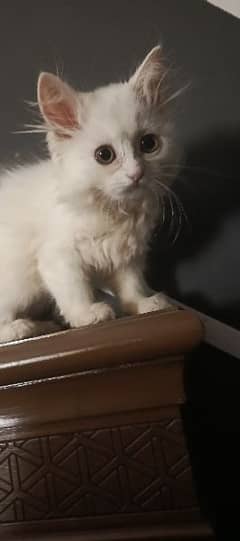 Persian Kitten (2Months Old) Extra Fur