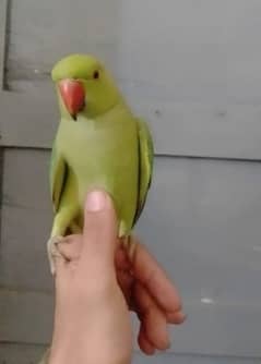 Single 5500 Hand Tamed Friendly Green Ring Neck Male Female Parrot's