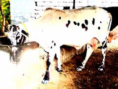 Cow for sale in Attock 03125173572