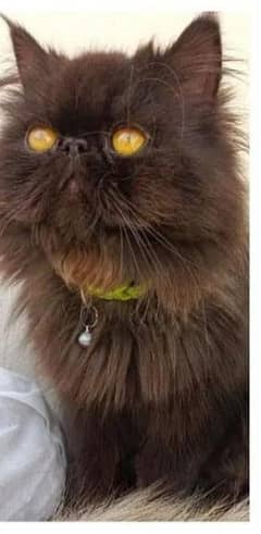 Piki persian breed male cat is litter trained dark greyish blk