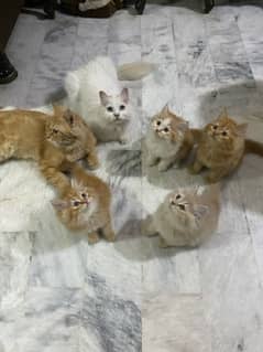 british long coat x persian kitten