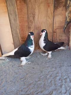 Two breeding pair for sale urgent