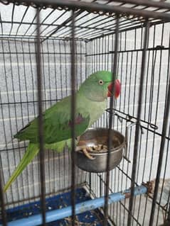 Raw parrot breeder  pair for sale