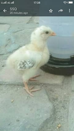 Aseel hen with chicks