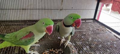 Raw Parrots Breeder Pair