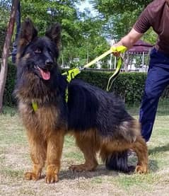 German shepherd long coat  full security guard male available for sale