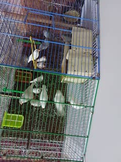 Cages for rabbits and Finches