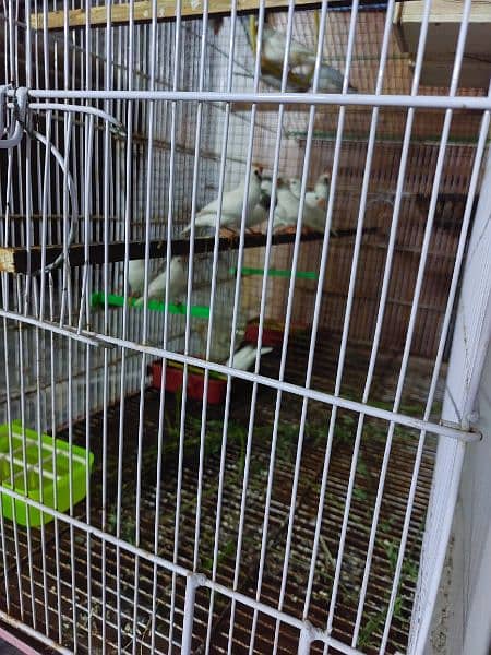 Cages for rabbits and Finches 3