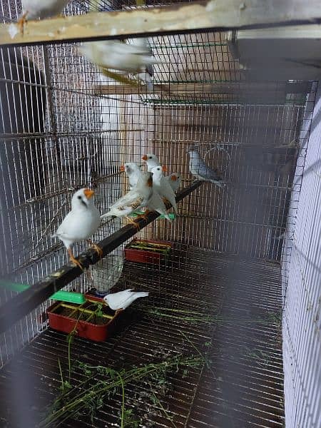 Cages for rabbits and Finches 6