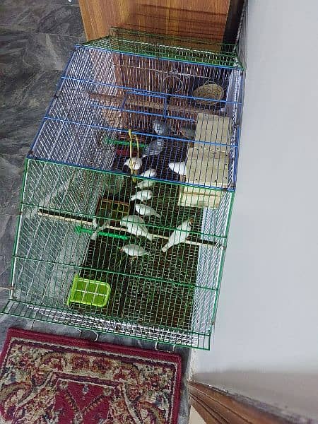 Cages for rabbits and Finches 9