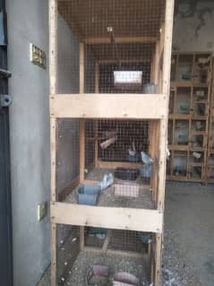 white tail diamond dove and red dove breeder pairs for sale