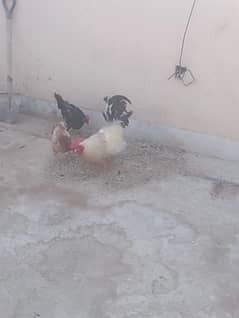 1 cock and 2 hens pair available for sell