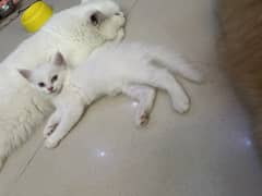 2 months persian kittens