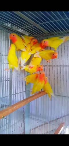 love birds 03087573395