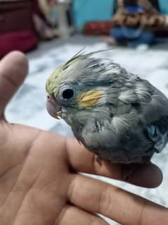 BEAUTIFUL BABY OF COCKTAIL HAND TAMED
