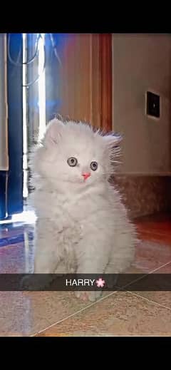 WHITE PERSION CAT FOR SALE | HEALTHY AND VACCINATED