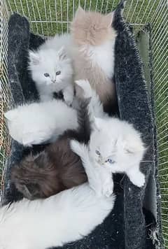 Persian white healthy cat
