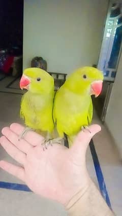 03435131048 Green ringneck self chicks pair handtame parrot