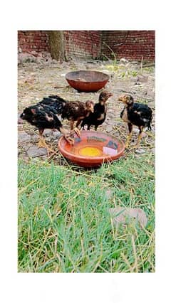 Pure Aseel Sindhi  Chicks For sale  3 month Age
